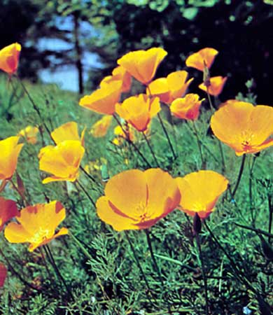 California+state+flower+golden+poppy