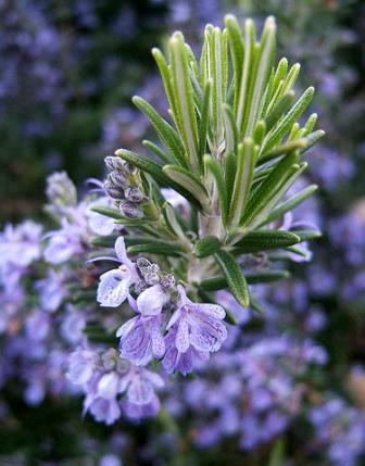 flowering rosemary