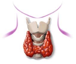 natural thyroid remedies